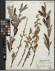 Foto von Salix appendiculata Vill. x Salix eleagnos Scop.